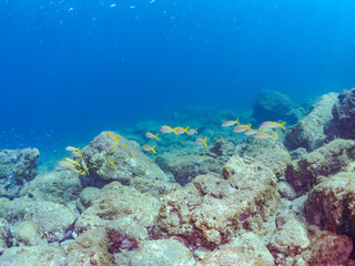 美しいアカヒメジ（ヒメジ科）他の群れ。
英名学名：Yellowfin goatfish (Mulloidichthys vanicolensis),.
静岡県伊豆半島賀茂郡南伊豆町中木ヒリゾ浜2024年
