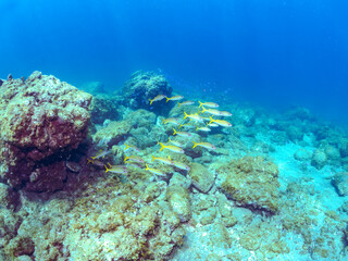 美しいアカヒメジ（ヒメジ科）他の群れ。
英名学名：Yellowfin goatfish (Mulloidichthys vanicolensis),.
静岡県伊豆半島賀茂郡南伊豆町中木ヒリゾ浜2024年
