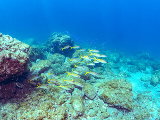 美しいアカヒメジ（ヒメジ科）他の群れ。
英名学名：Yellowfin goatfish (Mulloidichthys vanicolensis),.
静岡県伊豆半島賀茂郡南伊豆町中木ヒリゾ浜2024年
