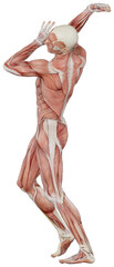 male muscle body exercise person with transparent background