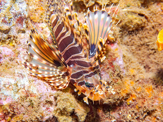 広げた羽根が美しいキリンミノ（フサカサゴ科）。
英名学名：Zebra turkeyfish (Dendrochirus zebra)
静岡県伊豆半島賀茂郡南伊豆町中木ヒリゾ浜2024年
