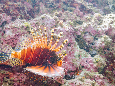 広げた羽根が美しいキリンミノ（フサカサゴ科）。
英名学名：Zebra turkeyfish (Dendrochirus zebra)
静岡県伊豆半島賀茂郡南伊豆町中木ヒリゾ浜2024年
