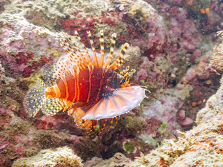 広げた羽根が美しいキリンミノ（フサカサゴ科）。
英名学名：Zebra turkeyfish (Dendrochirus zebra)
静岡県伊豆半島賀茂郡南伊豆町中木ヒリゾ浜2024年
