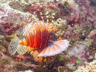 広げた羽根が美しいキリンミノ（フサカサゴ科）。
英名学名：Zebra turkeyfish (Dendrochirus zebra)
静岡県伊豆半島賀茂郡南伊豆町中木ヒリゾ浜2024年

