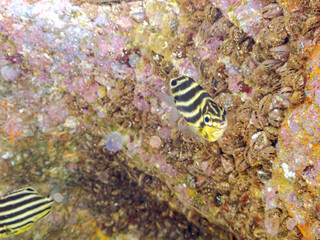 可愛いカゴカキダイ（カゴカキダイ科）の幼魚。
英名学名：Stripey (Microcanthus strigatus)
静岡県伊豆半島賀茂郡南伊豆町中木ヒリゾ浜2024年
