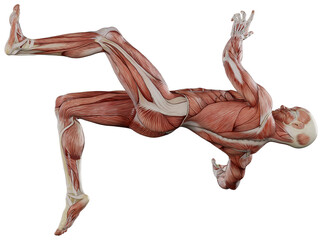 muscle body exercise person with transparent background