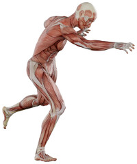 male muscle body exercise person with transparent background