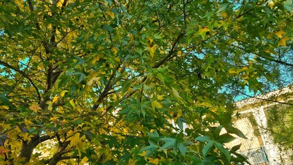 Chestnut leaves sway in the wind, summer day, the sun is shining