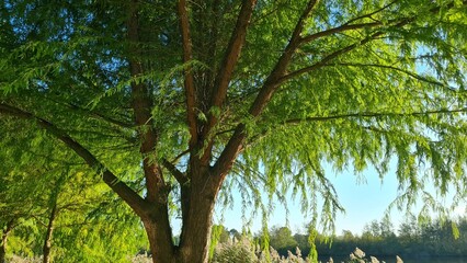 Large spreading tree with green crown