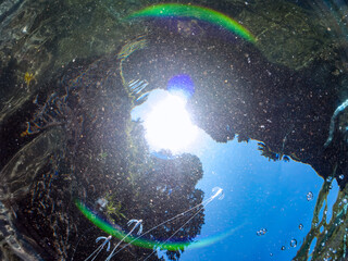 水面を漂う半水面撮影。
浅瀬を泳ぐ美しいイトヒキアジ（アジ科）の幼魚のトリオ。
英名学名：African pompano, Alectis ciliaris
静岡県伊豆半島賀茂郡南伊豆町中木ヒリゾ浜2024年
