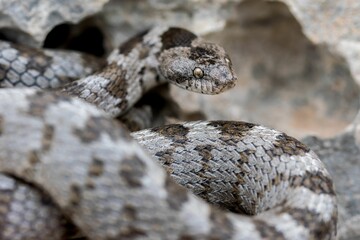 A detail shot of European Cat snake (Telescopus fallax) or Soosan Snake, on the island of Malta.