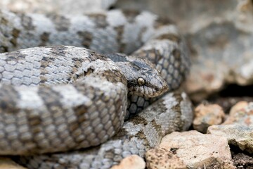 A detail shot of European Cat snake (Telescopus fallax) or Soosan Snake, on the island of Malta.