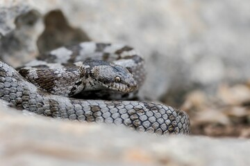 A detail shot of European Cat snake (Telescopus fallax) or Soosan Snake, on the island of Malta.