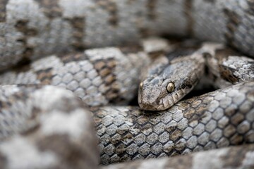 A detail shot of European Cat snake (Telescopus fallax) or Soosan Snake, on the island of Malta.