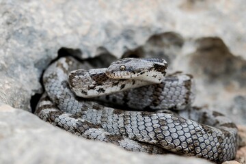A detail shot of European Cat snake (Telescopus fallax) or Soosan Snake, on the island of Malta.