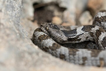 A detail shot of European Cat snake (Telescopus fallax) or Soosan Snake, on the island of Malta.
