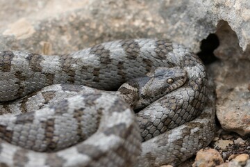 A detail shot of European Cat snake (Telescopus fallax) or Soosan Snake, on the island of Malta.
