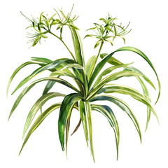 Watercolor painting of Spider plant, isolated on a white background, and Spider plant vector