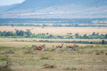 Witness antelope and deer grazing peacefully, Hells Gate National Park, Kenya