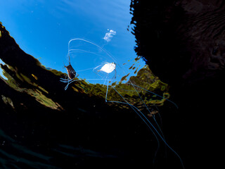 水面を漂う半水面撮影。
浅瀬を泳ぐ美しいイトヒキアジ（アジ科）の幼魚のトリオ。
英名学名：African pompano, Alectis ciliaris
静岡県伊豆半島賀茂郡南伊豆町中木ヒリゾ浜2024年
