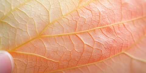 Fototapeta premium Captivating Autumn Leaf Macro Perfect for Thanksgiving and Halloween Themes