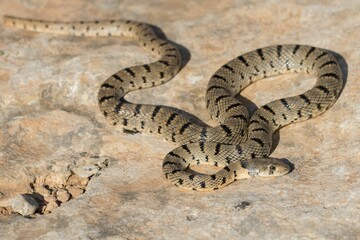 An Algerian Whip Snake, Hemorrhois algirus, found on the Island of Malta, there known as Serp A