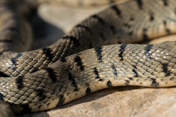 Obraz premium An Algerian Whip Snake, Hemorrhois algirus, found on the Island of Malta, there known as Serp Ahdar