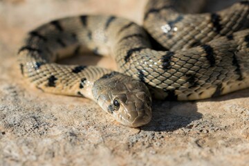 An Algerian Whip Snake, Hemorrhois algirus, found on the Island of Malta, there known as Serp Ahdar