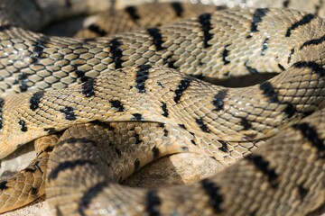 An Algerian Whip Snake, Hemorrhois algirus, found on the Island of Malta, there known as Serp A