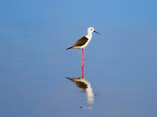 Black-winged stilt