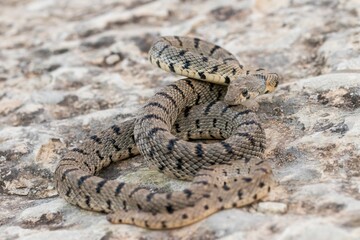 An Algerian Whip Snake, Hemorrhois algirus, found on the Island of Malta, there known as Serp Ahdar