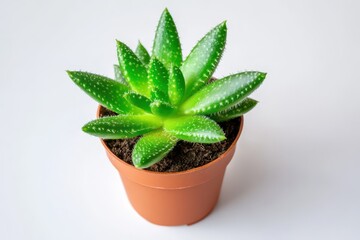 Green Leafy Succulent with Thick Leaves: A Low-Maintenance Plant for Easy Indoor Gardening