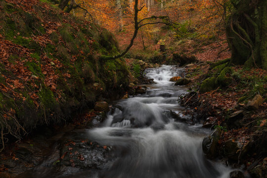 Autumn river and forest in Navarra, Spain - Powered by Adobe
