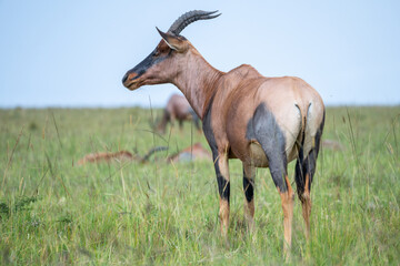 Topi antelope, or sassabi, or corrigum grazing peacefully, Masai Mara, Kenya
