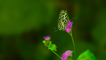 Wild flowers of clover and butterfly in a meadow in nature in the rays of sunlight in summer in the spring close-up of a macro