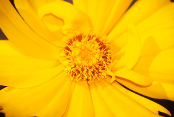 Flor chamada Dark Daisy. É uma planta vistosa que apresenta um longo período de floração. O seu nome científico é Coreopsis tinctoria.
