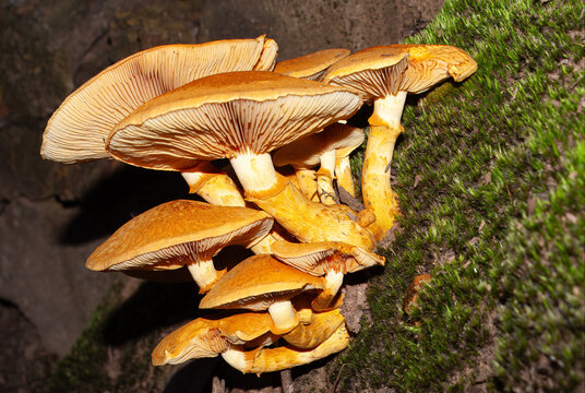 Uma fam&iacute;lia de cogumelos amarelos presos na parte inferior de uma &aacute;rvore. Esp&eacute;cime de fungo chamado Gymnopilus, tamb&eacute;m conhecido como Laughting Gym.