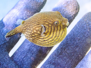 膨らむ
可愛いサザナミフグ（フグ目）の幼魚。
英名学名：White-spotted...