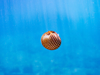 可愛いサザナミフグ（フグ目）の幼魚。水面を漂う半水面撮影。
英名学名：White-spotted puffer (Arothron hispidus)
静岡県伊豆半島賀茂郡南伊豆町中木ヒリゾ浜2024年
