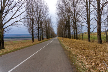 An asphalt road with a white dividing line passes through an alley of tall, leafless trees and goes into the distance. Autumn colors