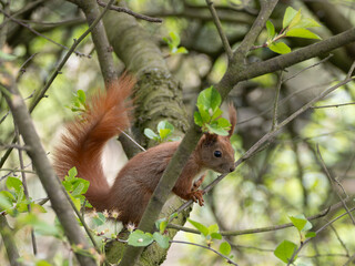 A red squirrel sitting on a tree branch among green leaves