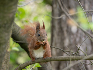 A red squirrel sitting on a tree branch among green leaves