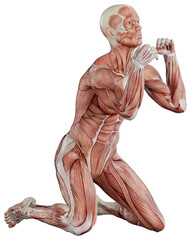 muscle body exercise person with transparent background