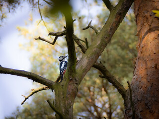 A woodpecker picking worms from the bark of a tree