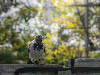 A gray crow sitting on a fence in a city park