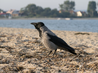 A gray crow running on a sandy beach