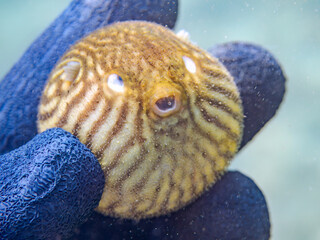 膨らむ
可愛いサザナミフグ（フグ目）の幼魚。
英名学名：White-spotted...