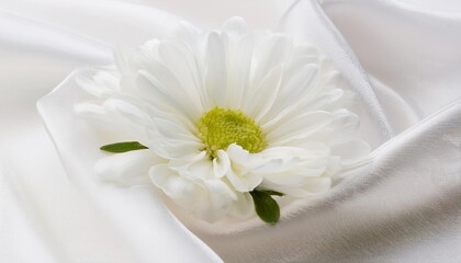 White Aster Flower on a Draped Soft White Silk Fabric
