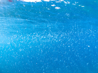 美しいキビナゴ（ニシン科）他の大群。
英名学名：Silver-Stripe Round Herrings (Spratelloides gracilis)
静岡県伊豆半島賀茂郡南伊豆町中木ヒリゾ浜2024年
