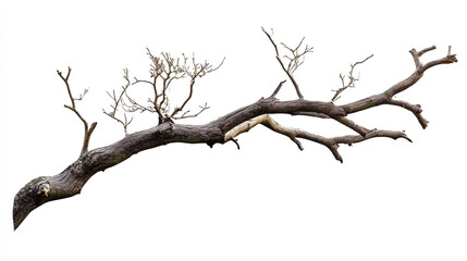 Obraz premium Tree Branch Decor Ideas on White Background